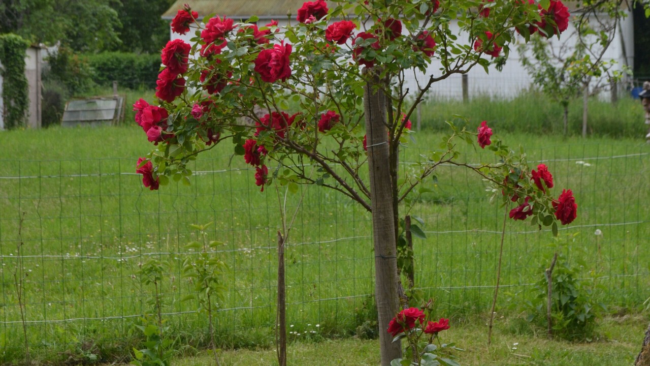 Photo of Outdoor in Cervon