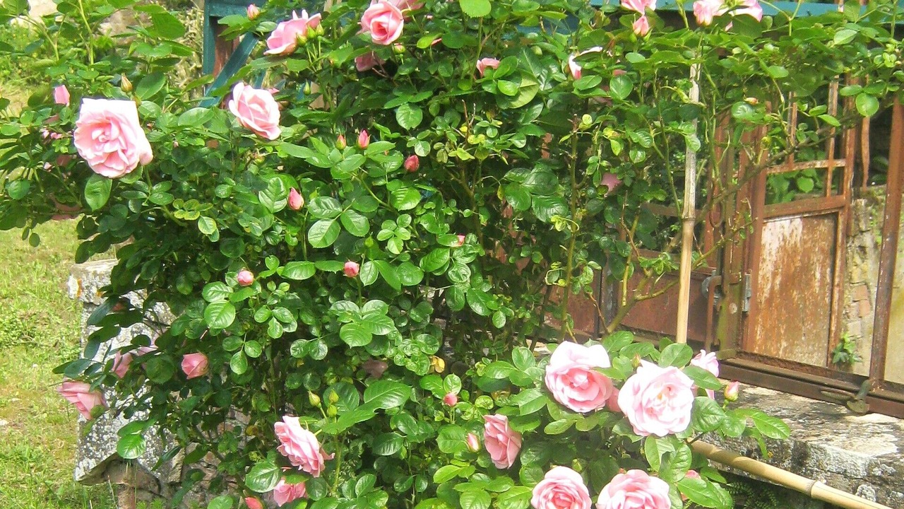 Photo of Outdoor in La Truchere