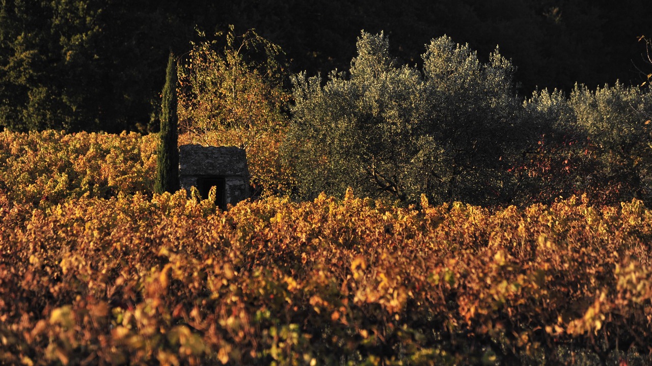 Photo of Outdoor in Vaison-la-Romaine