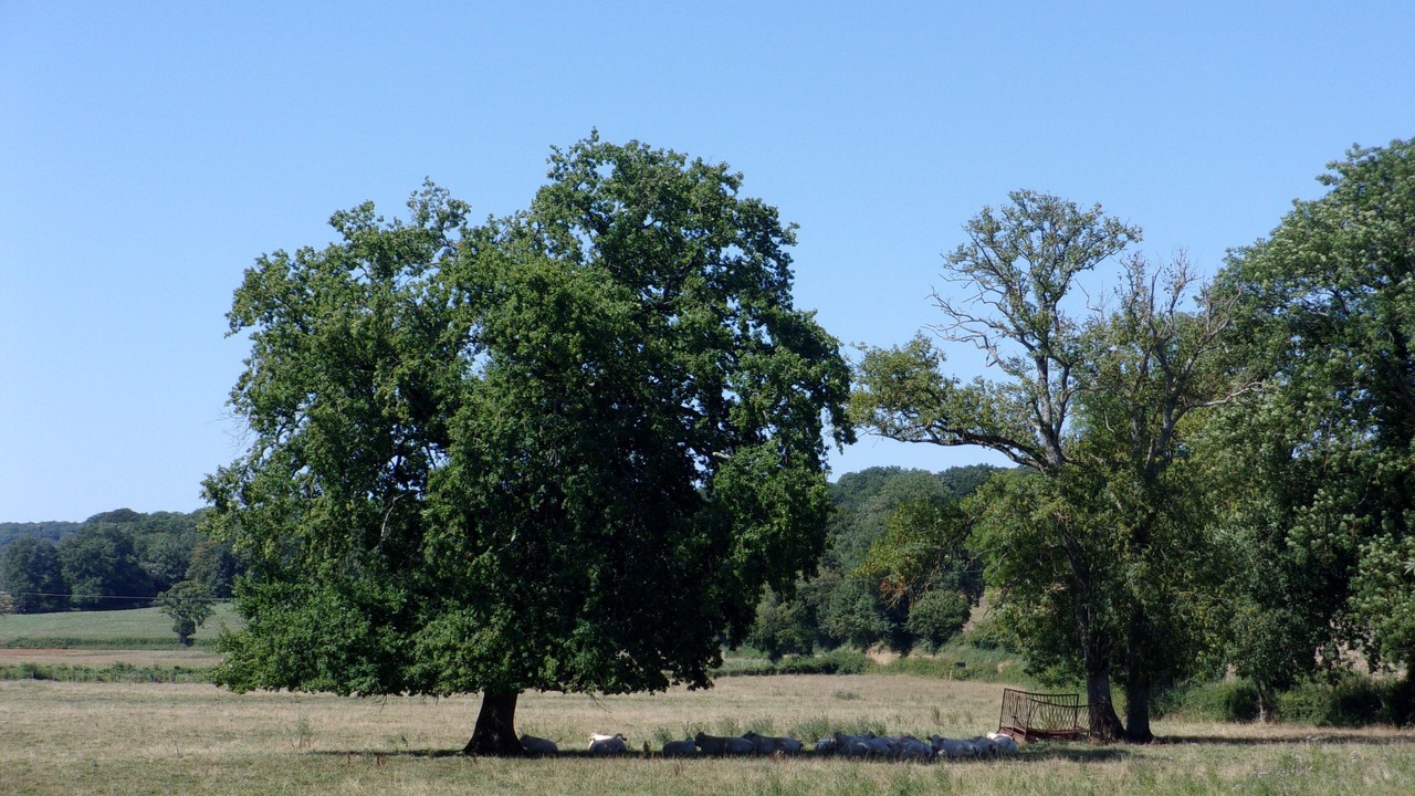 Photo of Outdoor in Dompierre-sur-Nievre