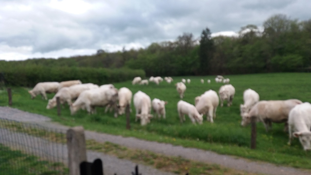 Photo of Outdoor in Saint-Honore-les-Bains