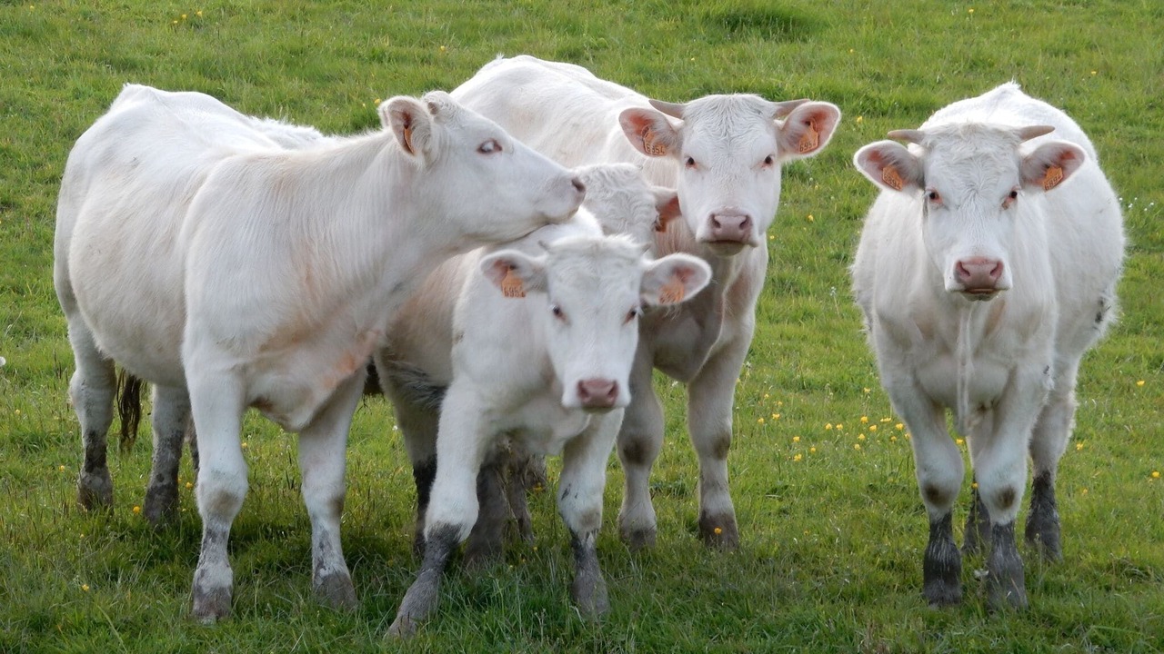 Photo of Others in Montaron