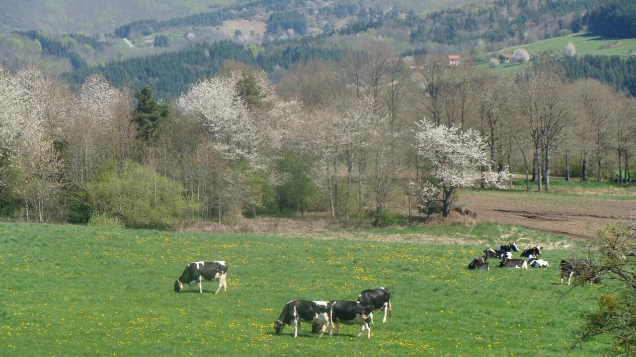 Photo of Others in Saint-Priest-la-Prugne
