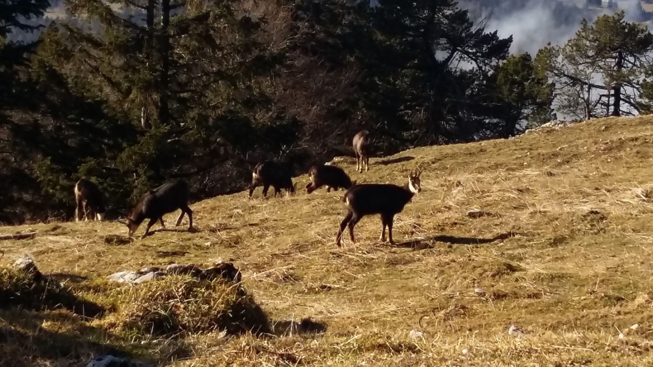 Photo of Others in Bonlieu