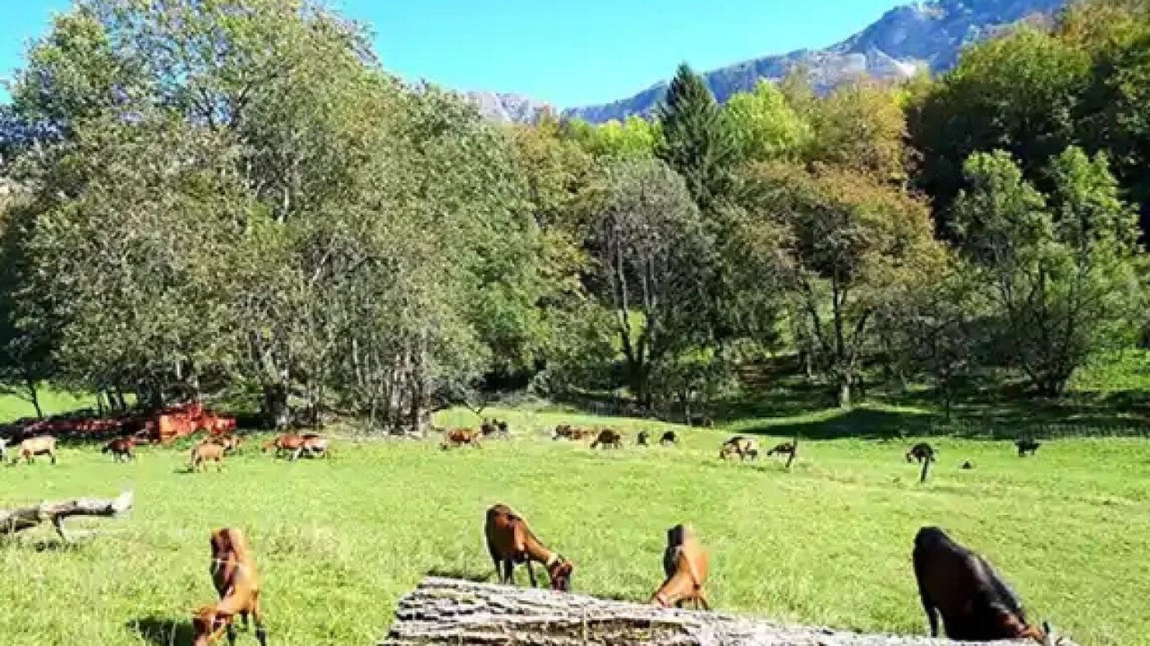 Photo of Others in Chezery Forens