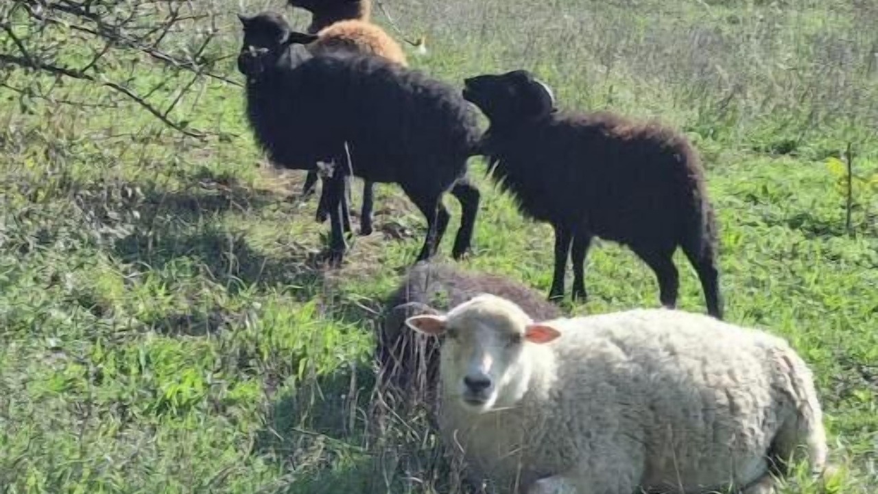 Photo of Others in Loriol-sur-Drome