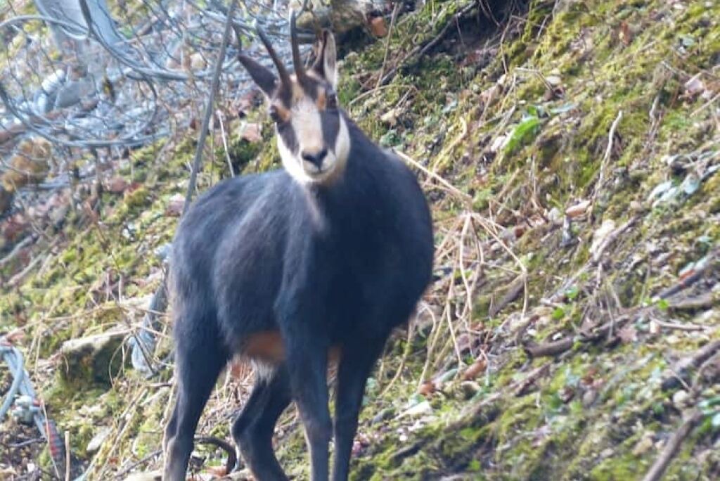 Photo of Others in Sapois