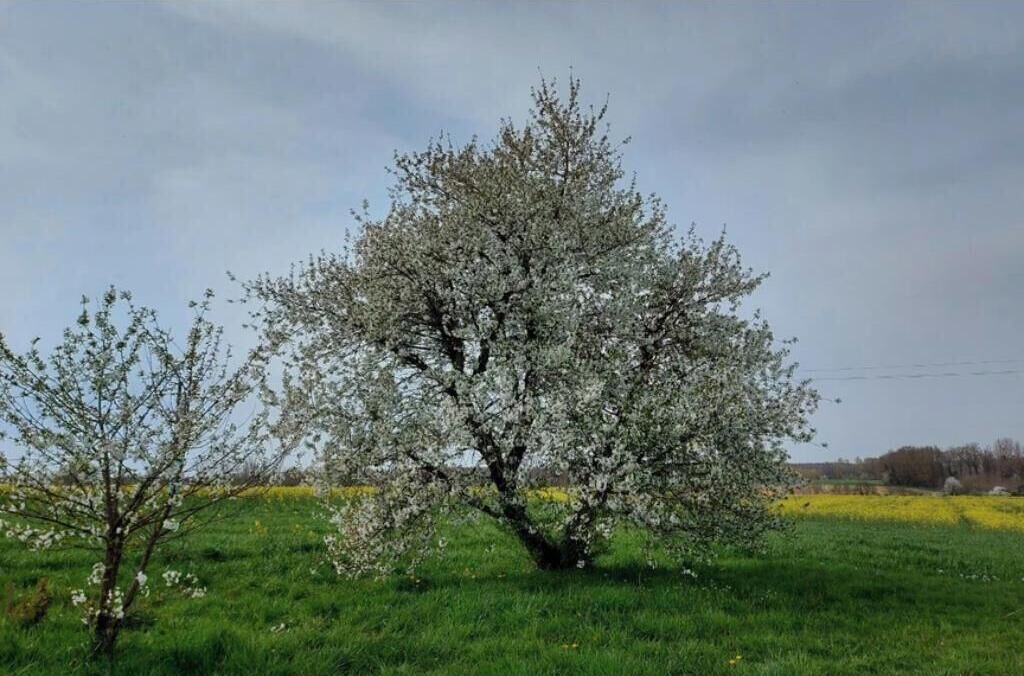 Photo of Others in Huilly-sur-Seille