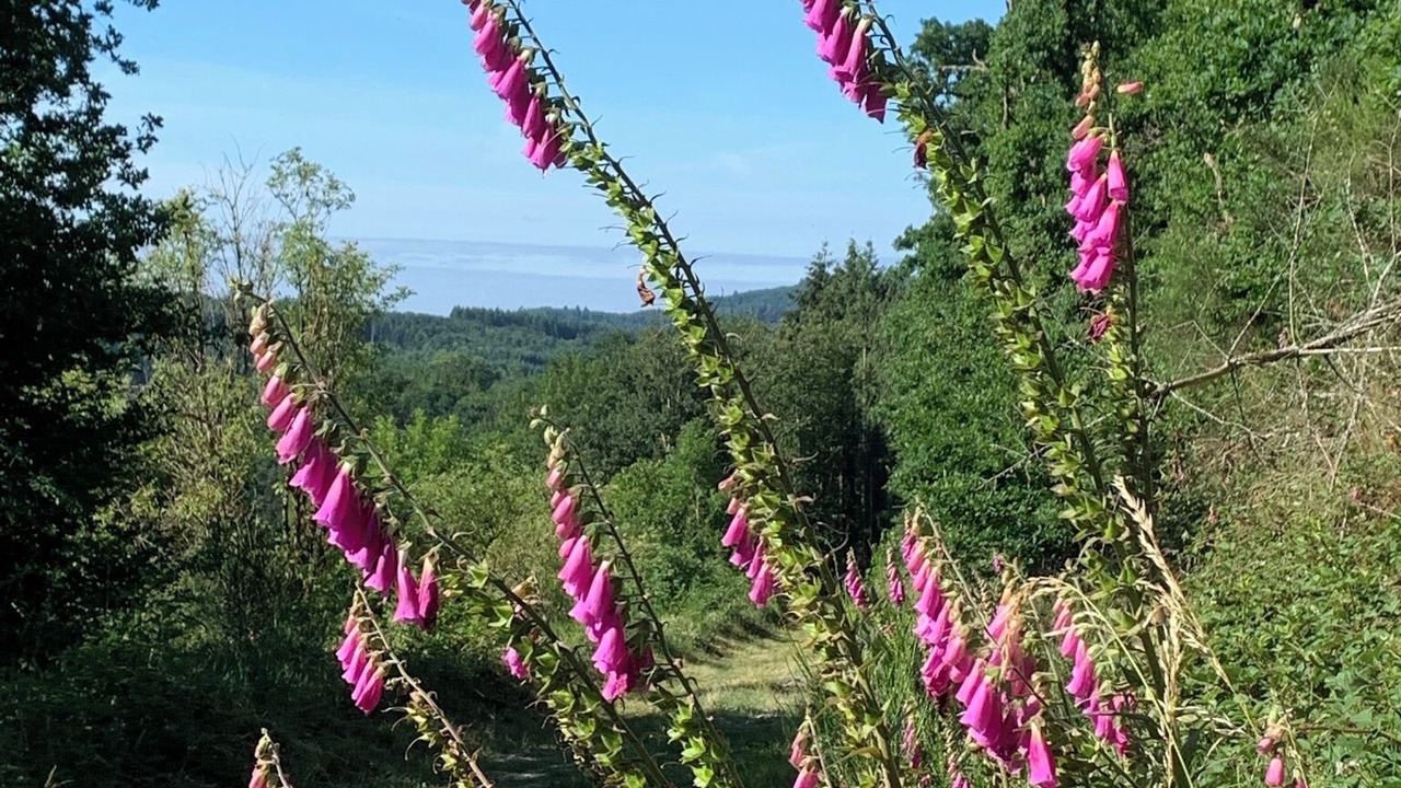 Photo of Others in Cussy-en-Morvan