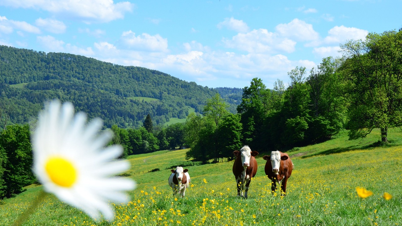 Photo of Others in Valoreille