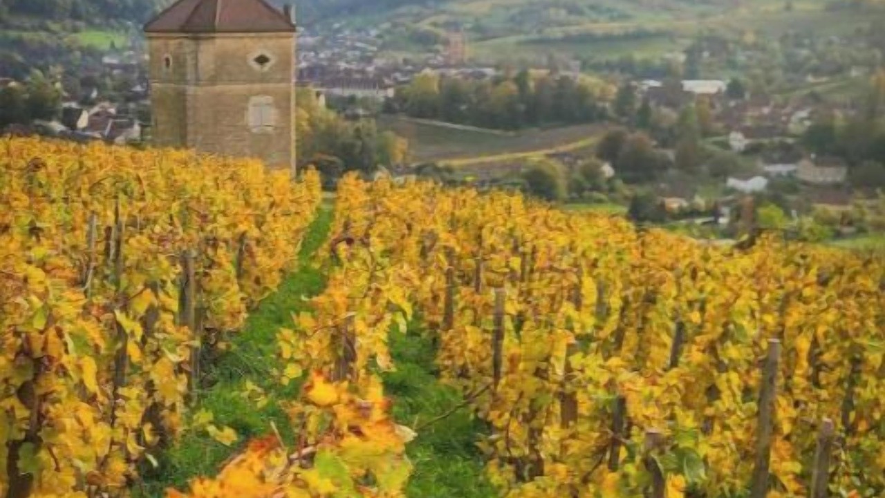 Photo of Others in Arbois