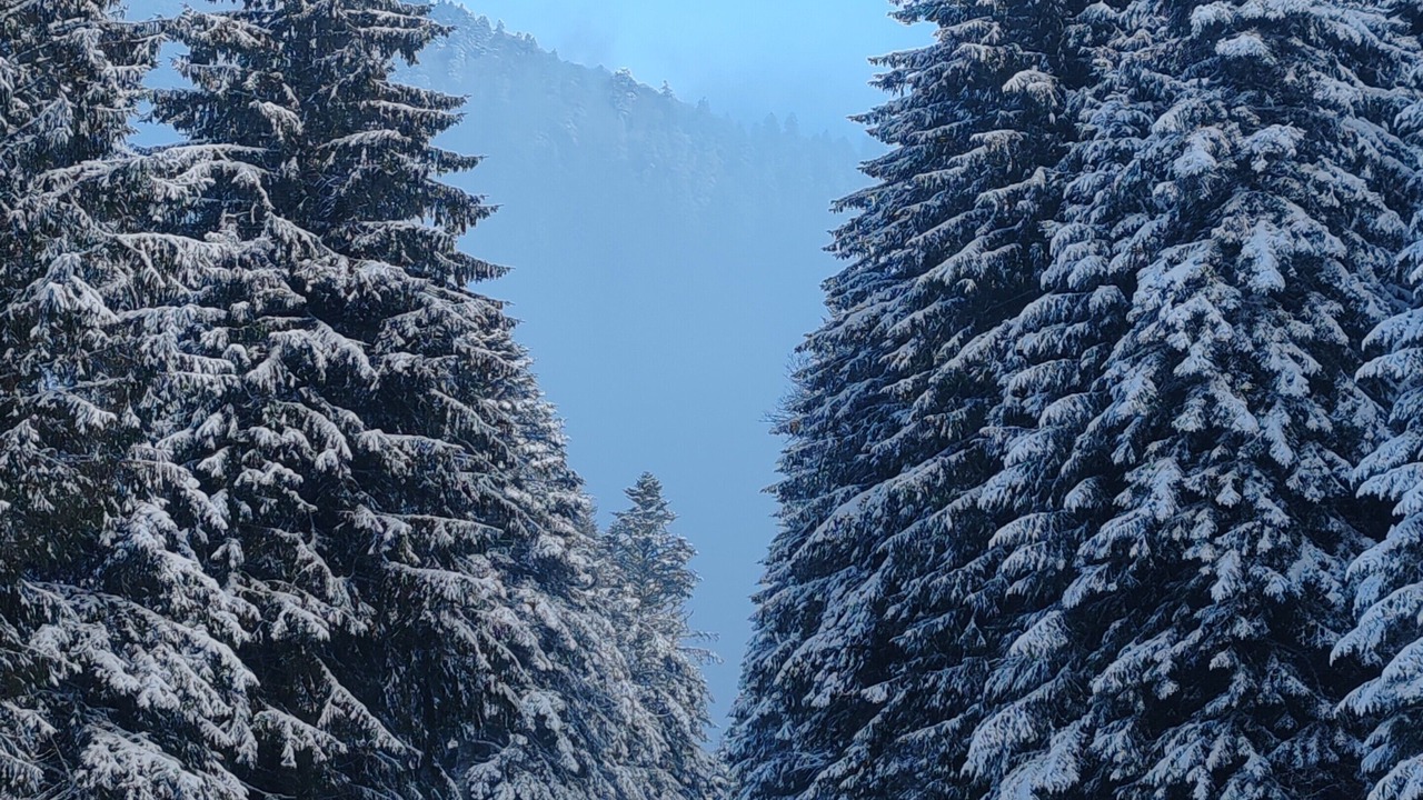 Photo of Others in Laveissiere
