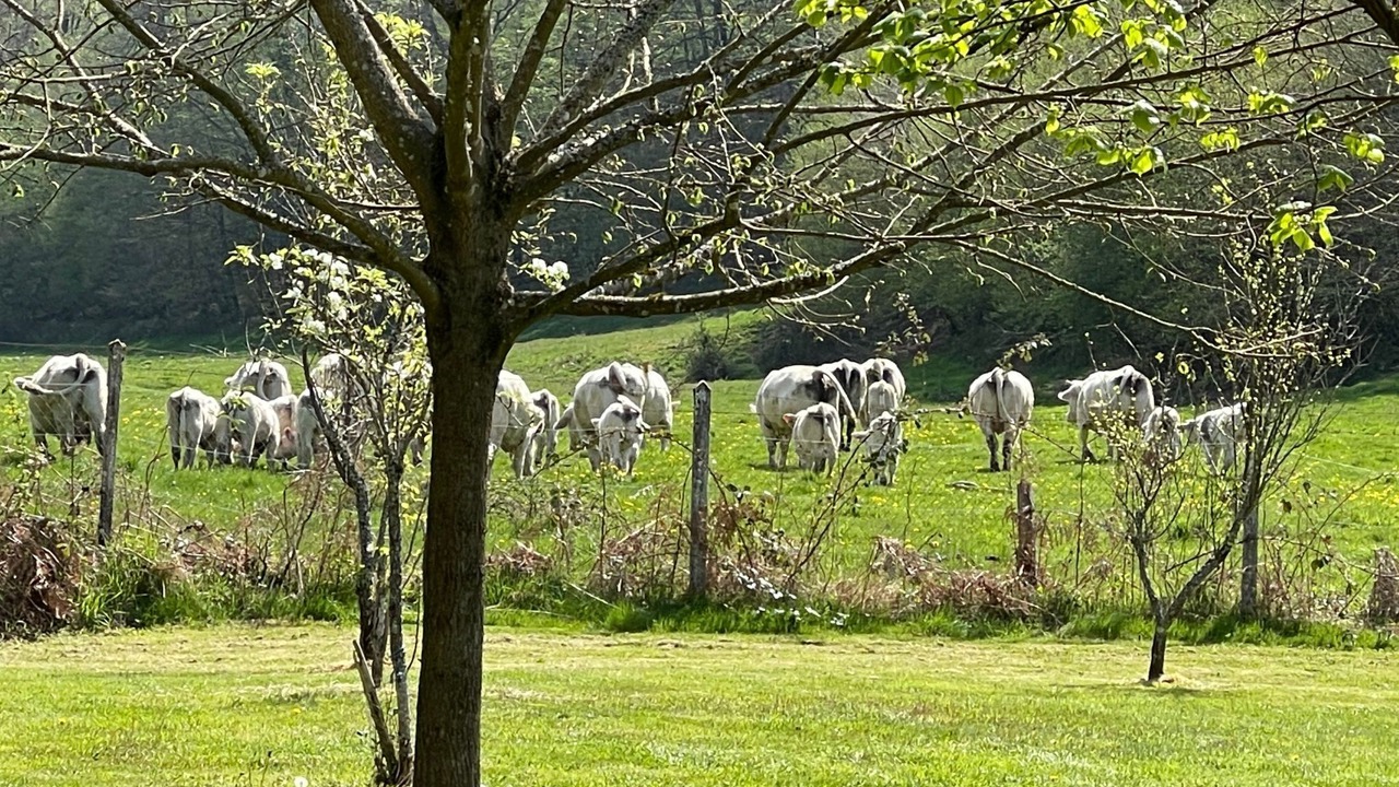 Photo of Others in Saint-Berain-sous-Sanvignes