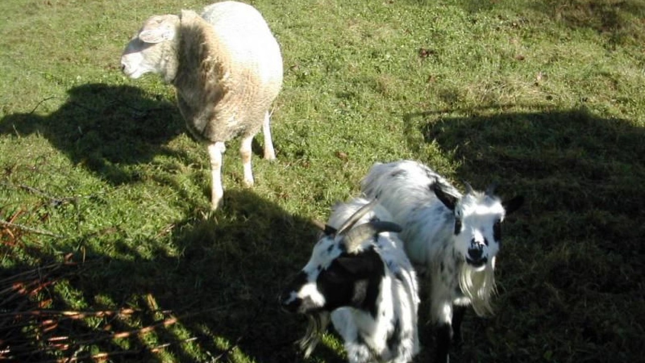Photo of Others in Brotte-les-Ray