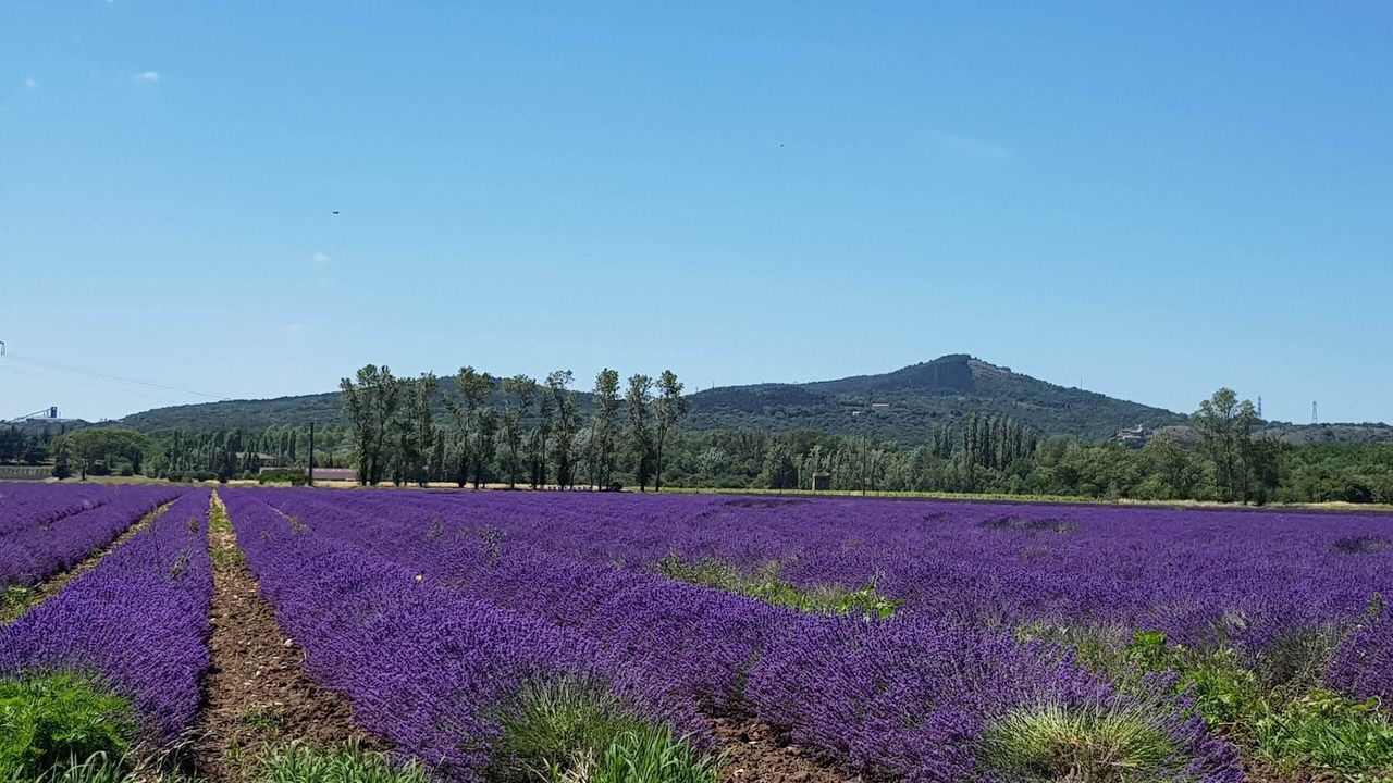 Photo of Others in Chateauneuf-du-Rhone