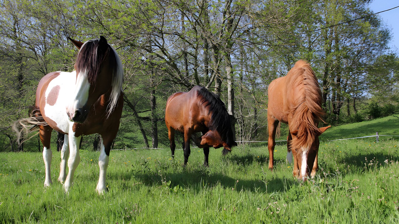 Photo of Others in Saint-Julien-Labrousse