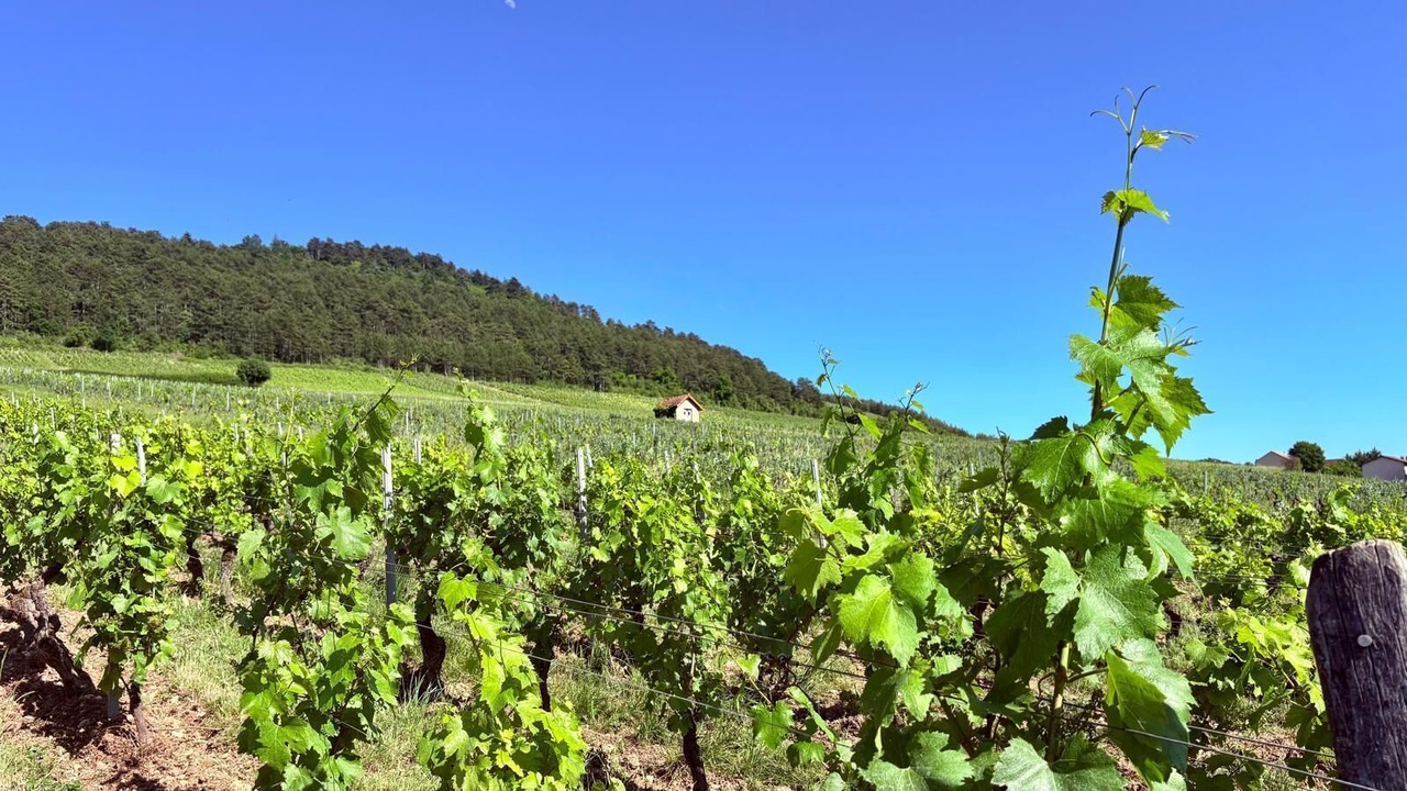 Photo of Others in La Roche-Vineuse