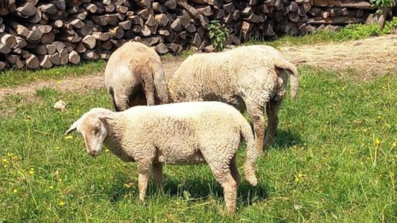 Photo of Others in Indevillers
