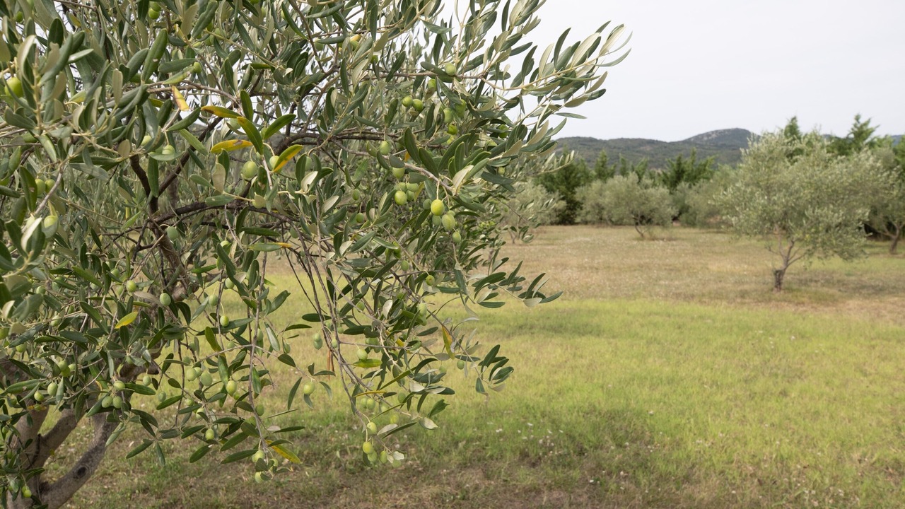 Photo of Others in Bessas