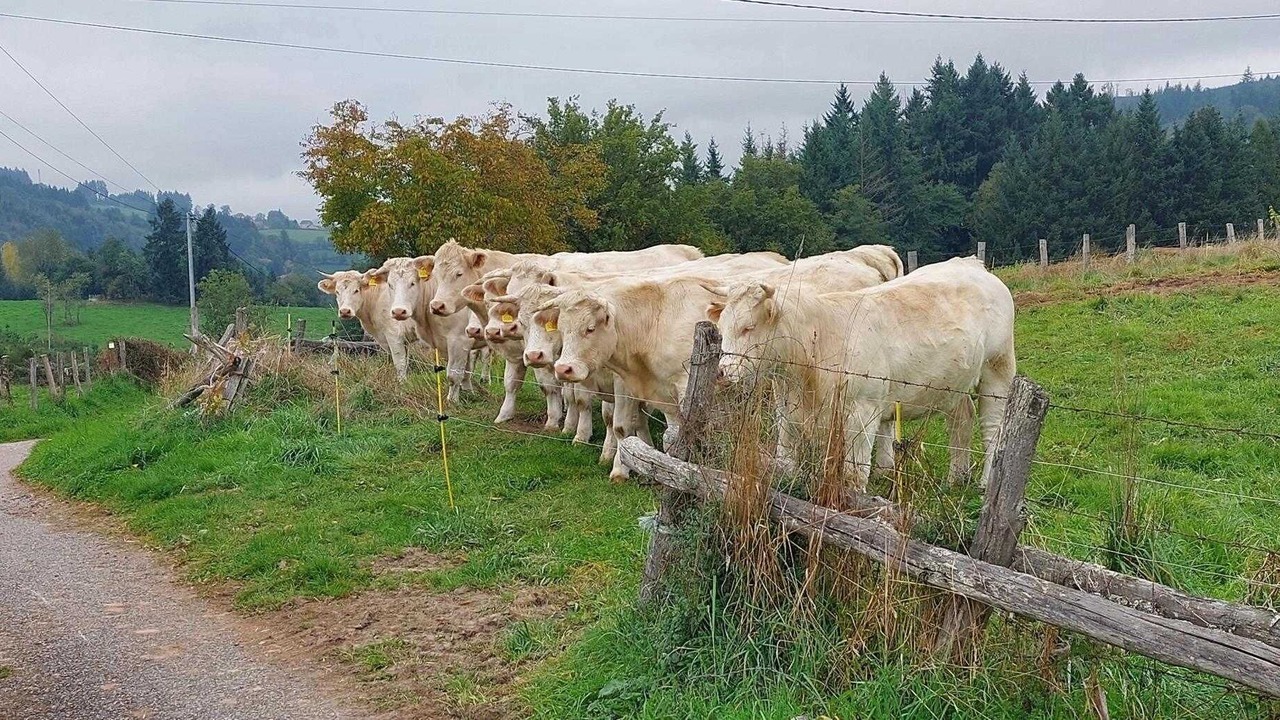 Photo of Others in Anglure-sous-Dun