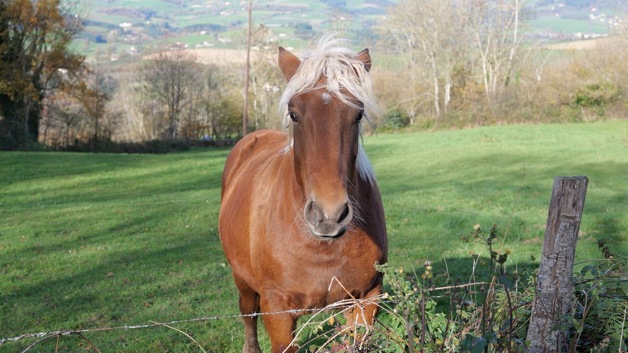Photo of Others in Ronno