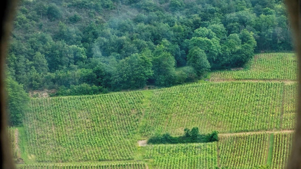 Photo of Others in Solutre-Pouilly