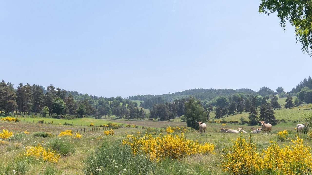 Photo of Others in Peyre-en-Aubrac