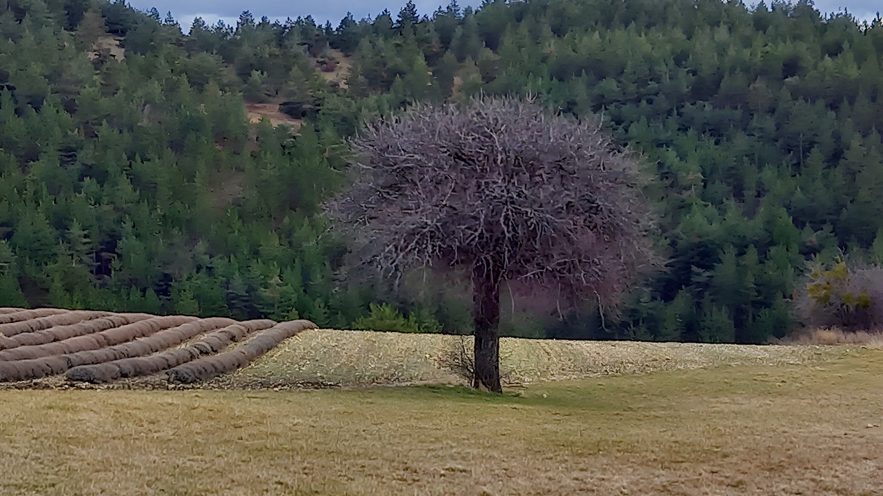 Photo of Others in Buis-les-Baronnies