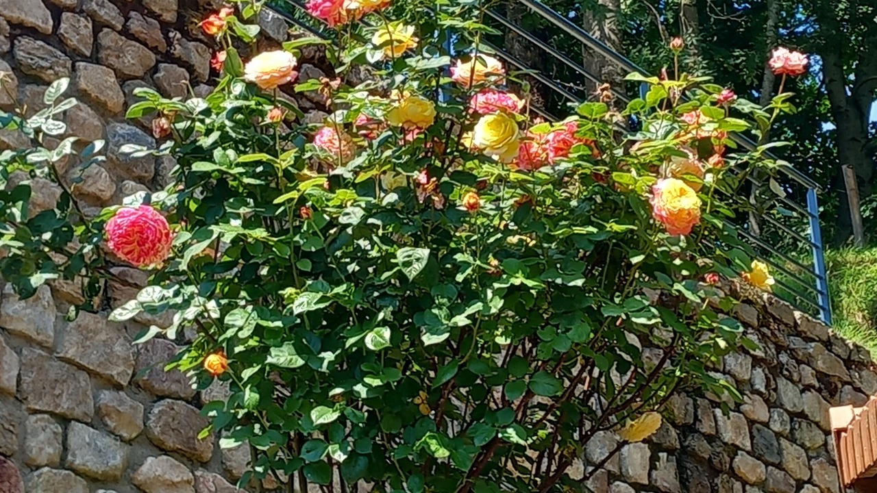 Photo of Outdoor in Saint-Prix