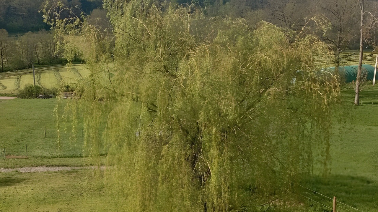 Photo of Others in Saint-Martin-Lestra