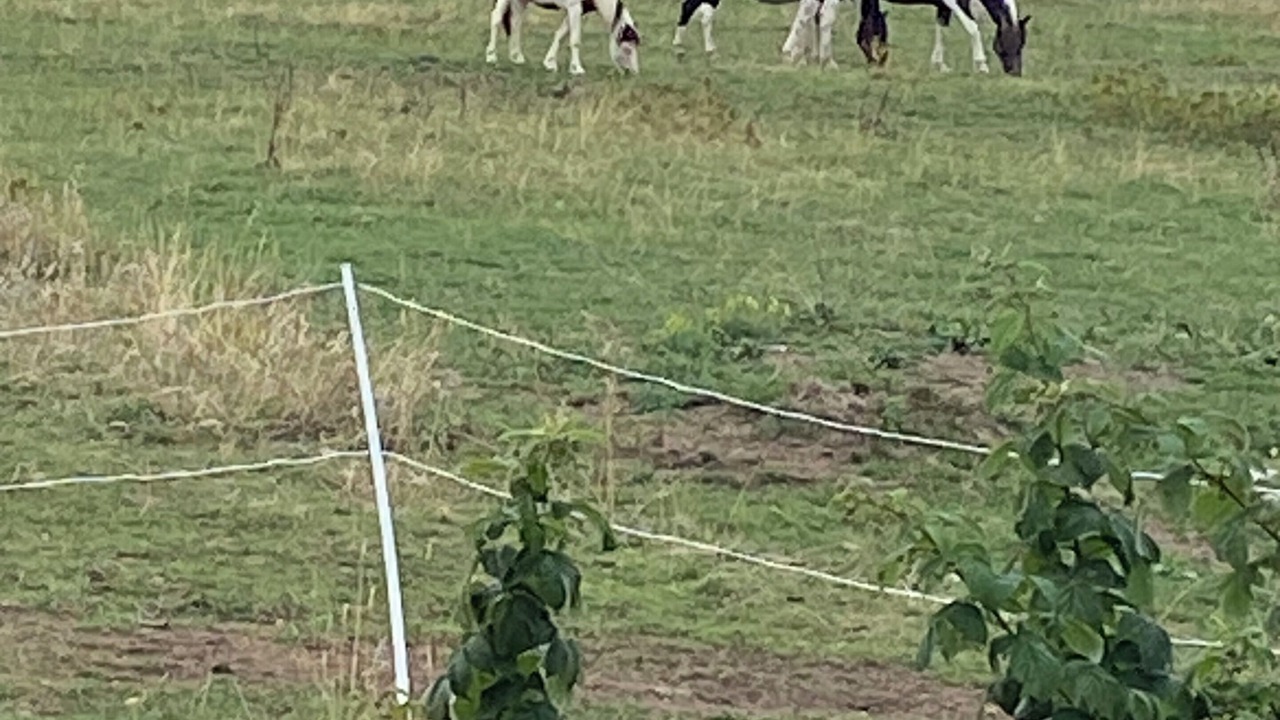 Photo of Others in Innimond