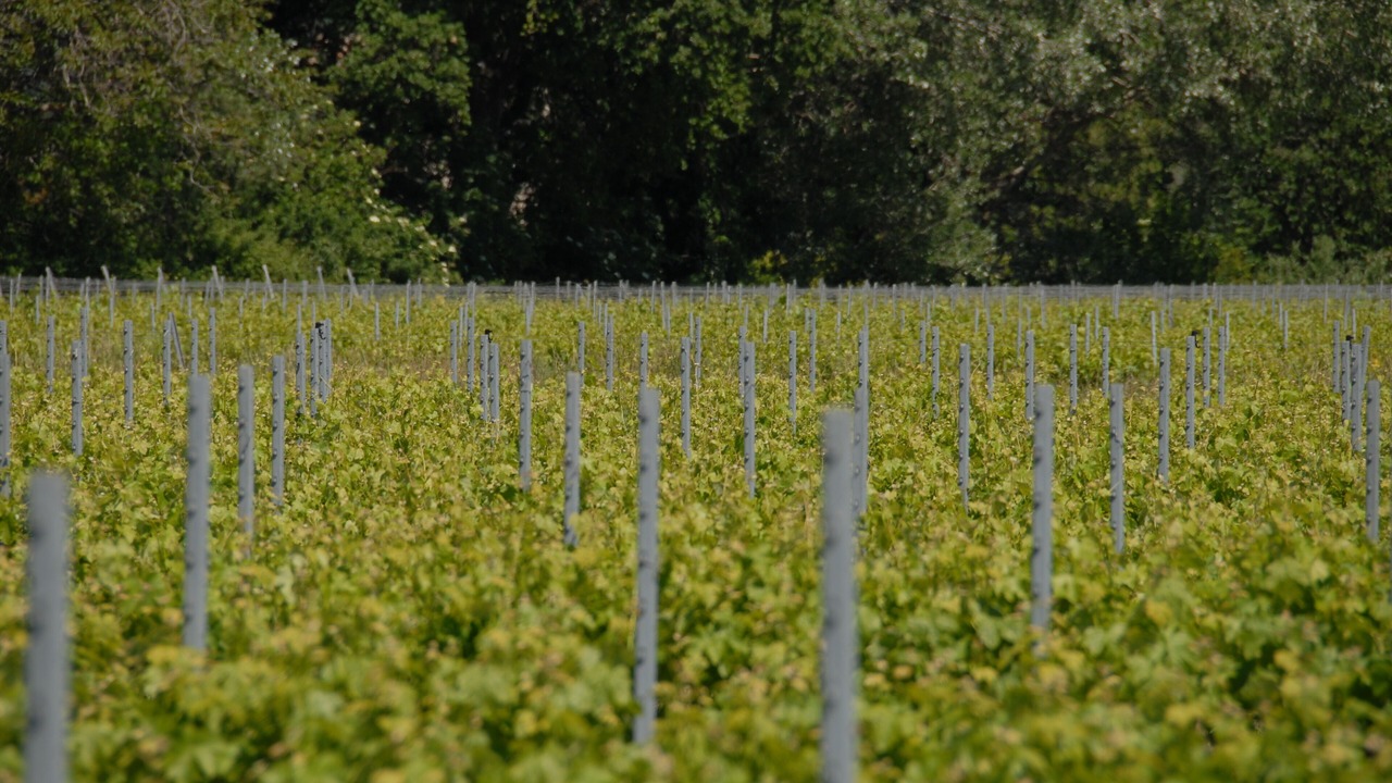 Photo of Outdoor in Vaison-la-Romaine