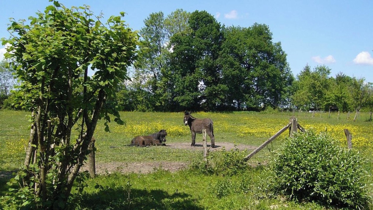 Photo of Others in Plumont