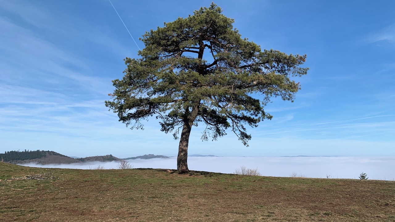 Photo of Outdoor in Saint-Cyr-le-Chatoux