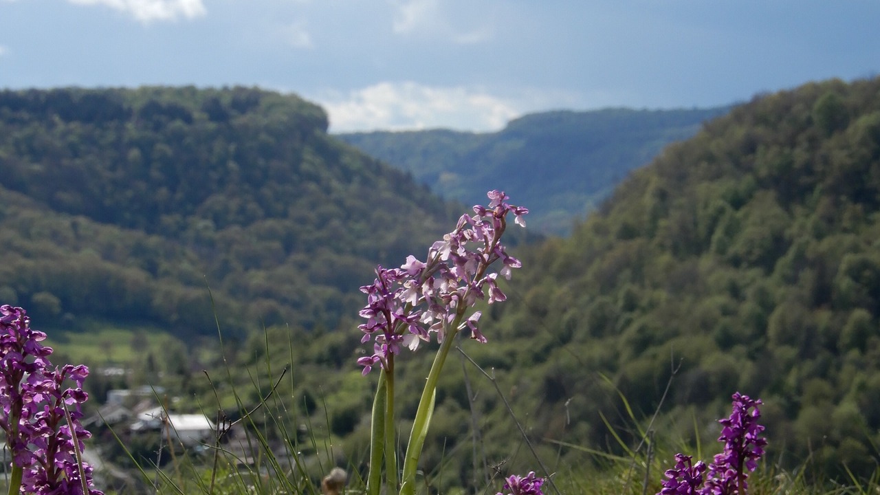 Photo of Others in Ornans