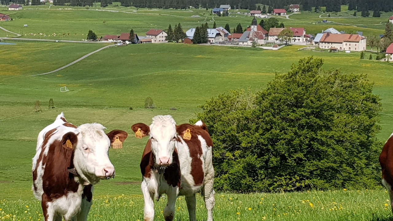 Photo of Others in Chapelle-des-Bois