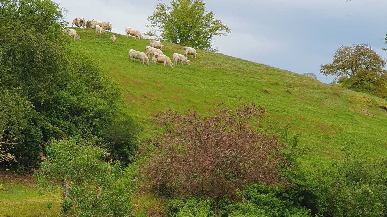 Photo of Others in La Chapelle-au-Mans
