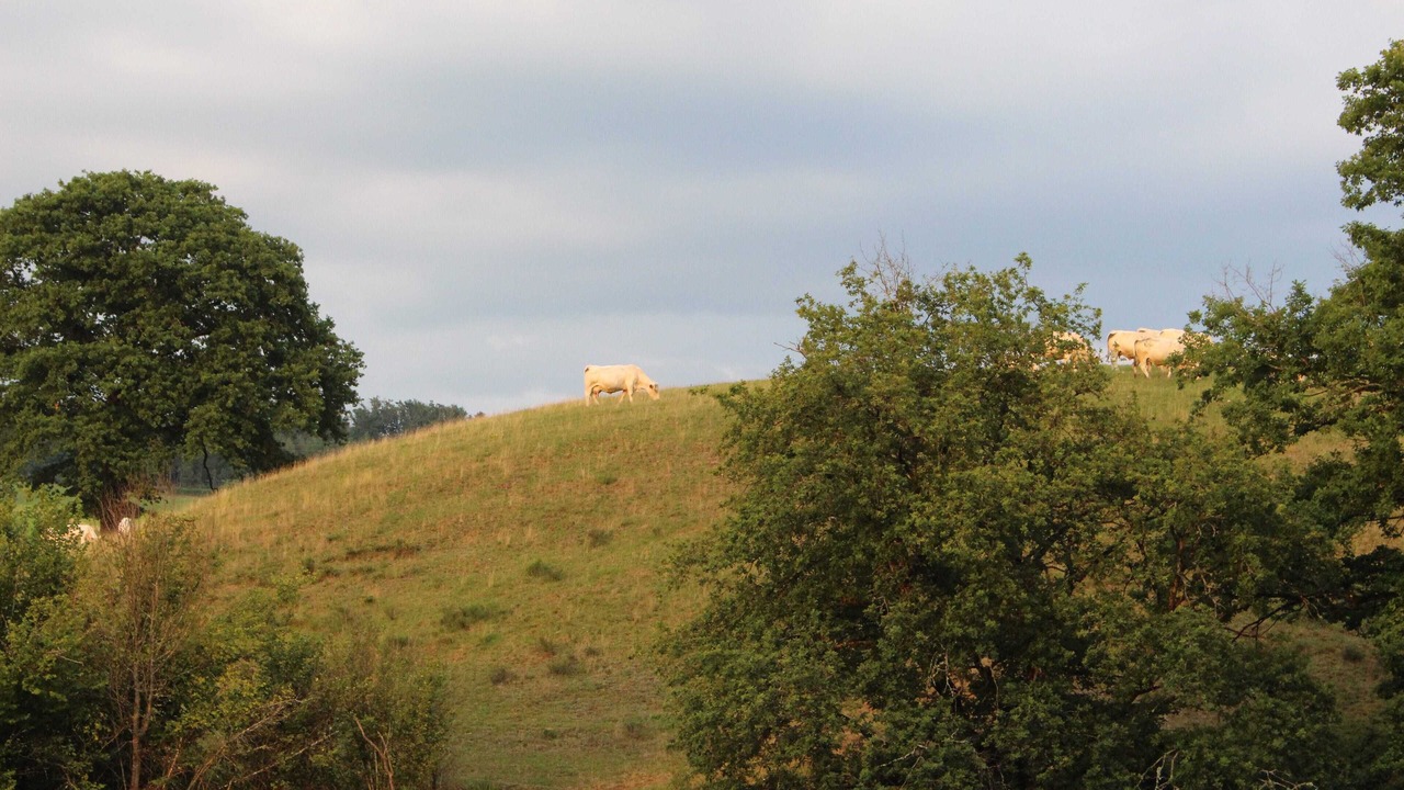 Photo of Outdoor in La Chapelle-au-Mans