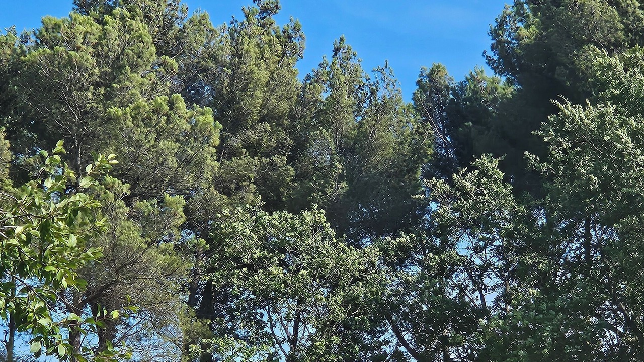 Photo of Others in Vaison-la-Romaine