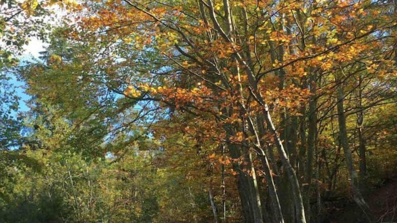 Photo of Outdoor in Satillieu