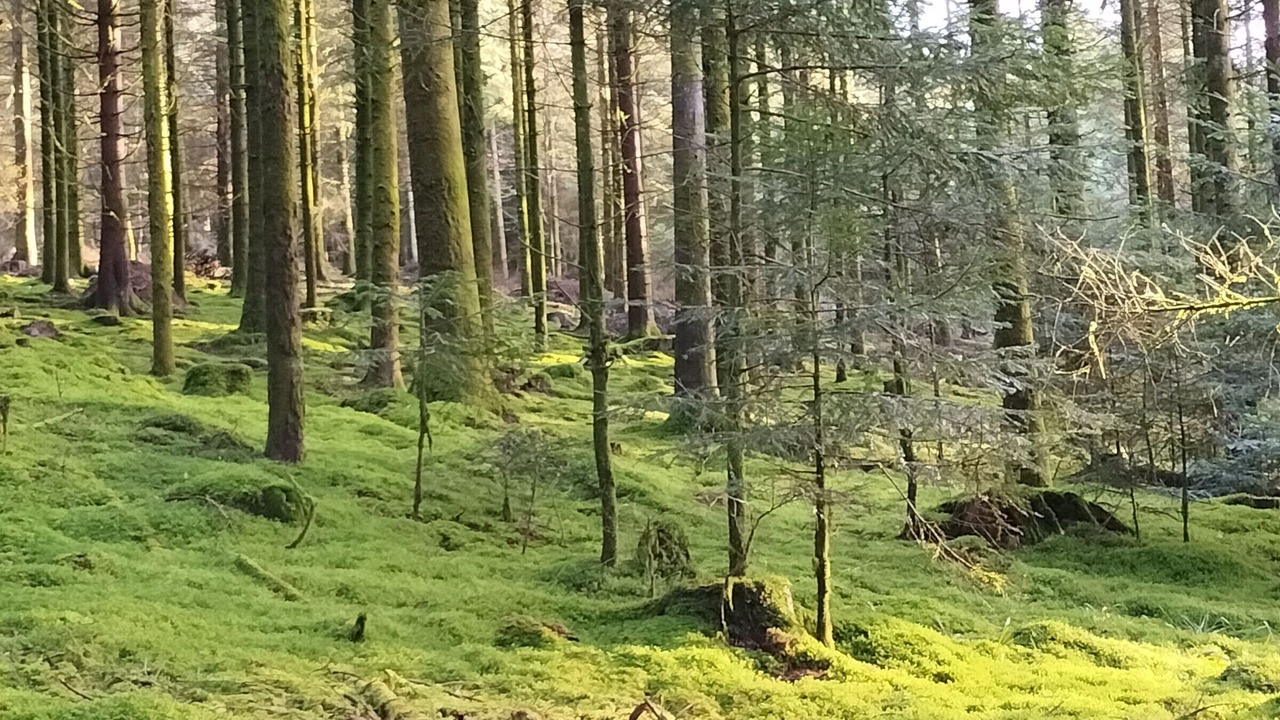 Photo of Others in Montmotier
