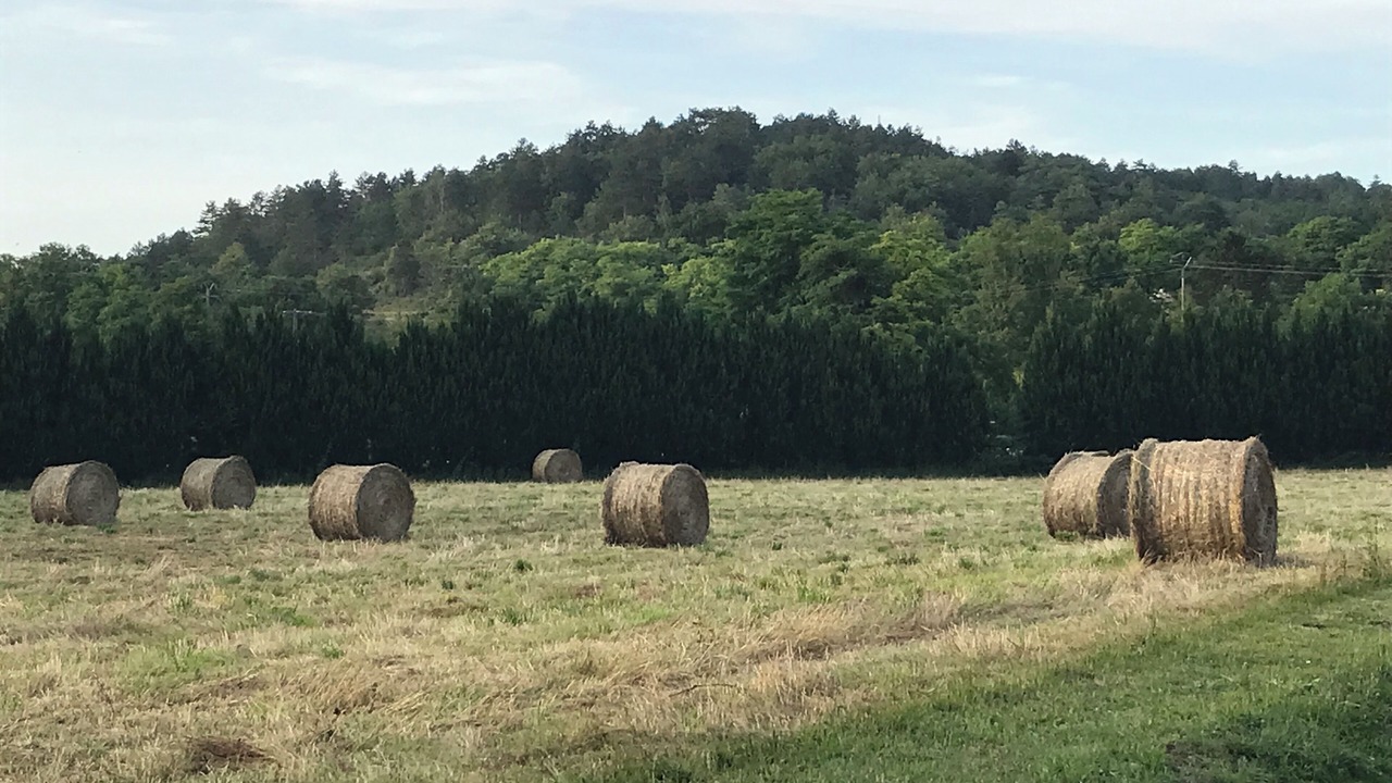 Photo of Others in Arcy-sur-Cure