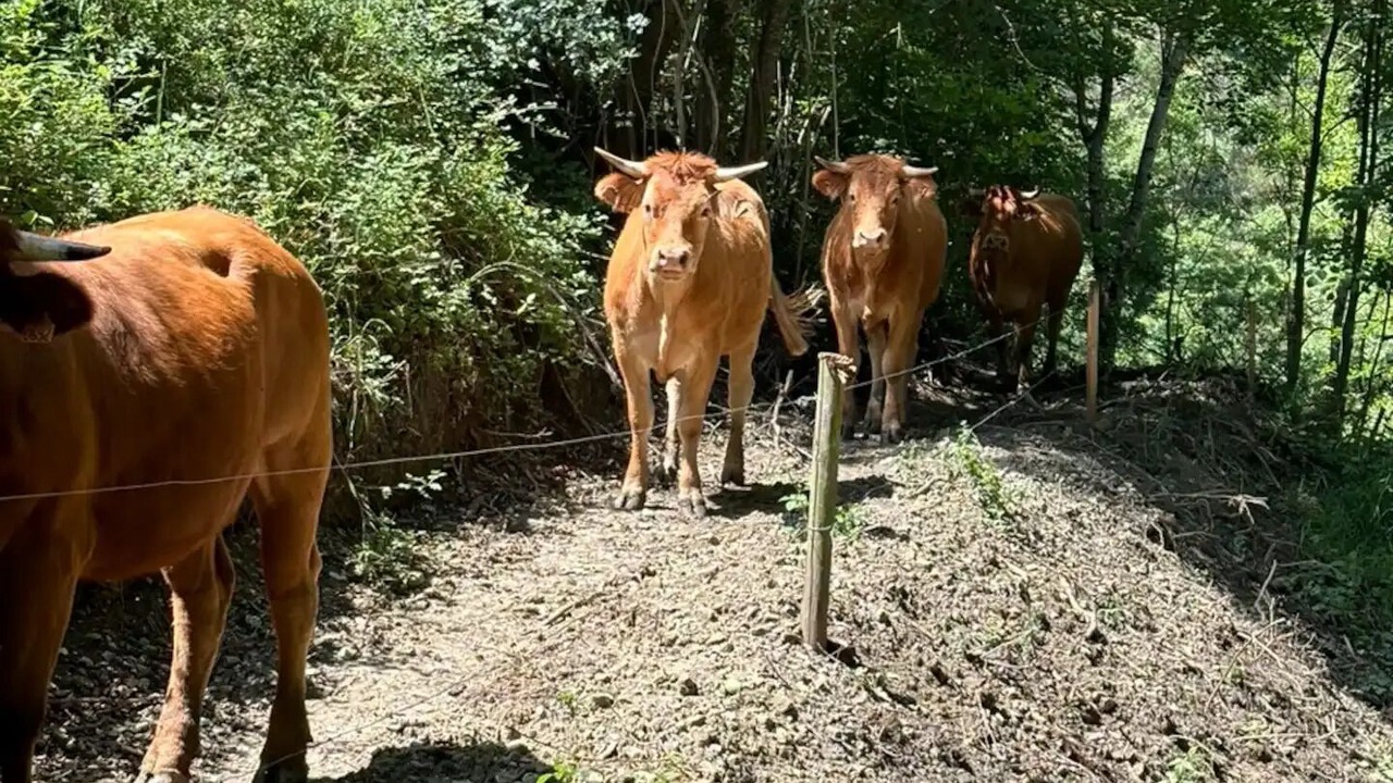 Photo of Others in Truinas
