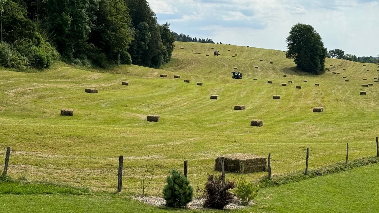 Photo of Others in Grande-Riviere