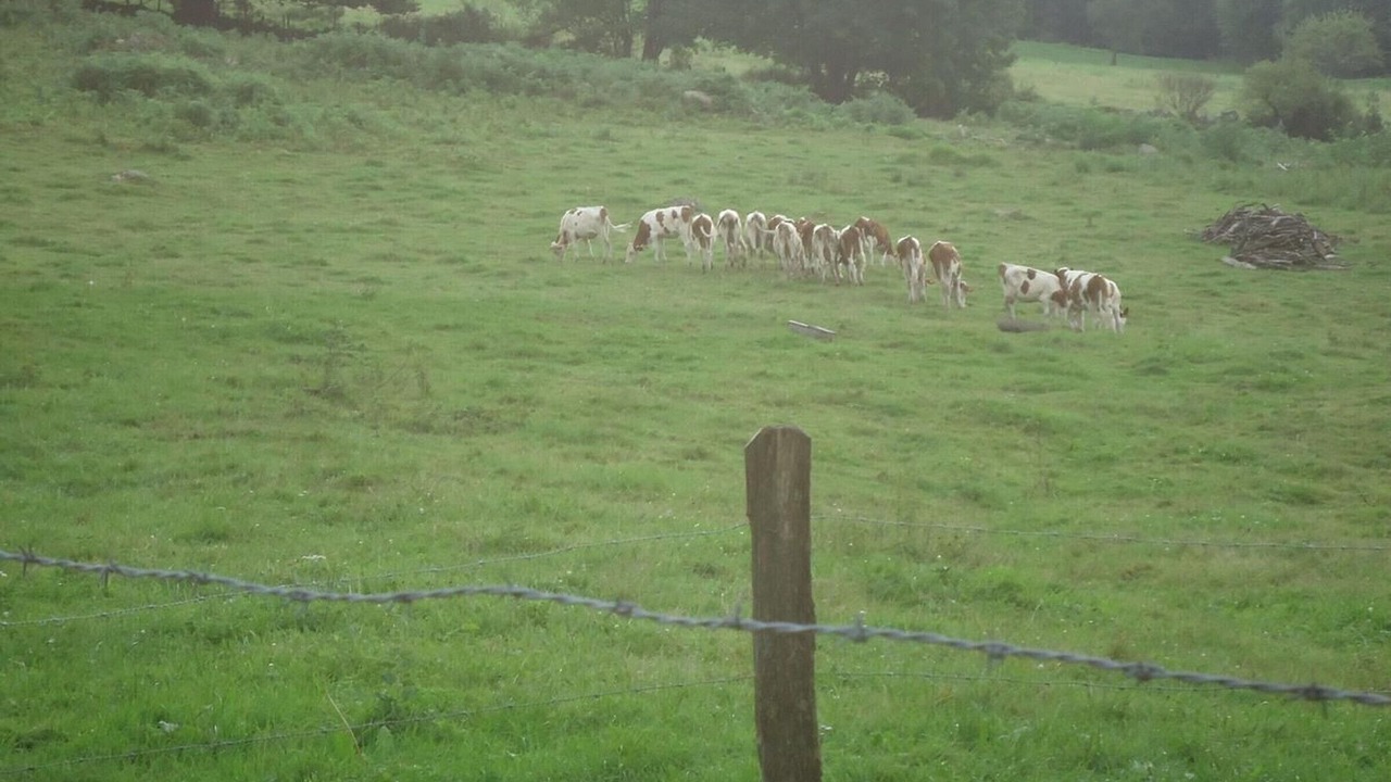 Photo of Others in Saint-Bresson
