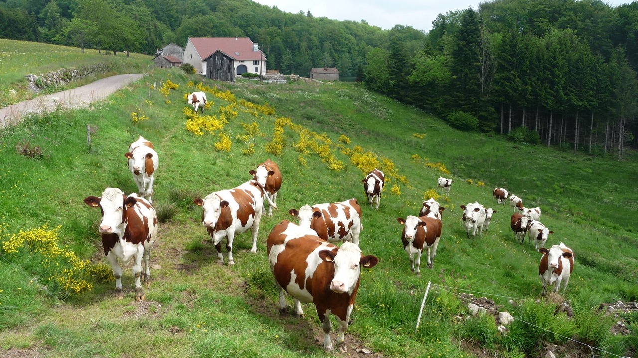 Photo of Others in Francourt