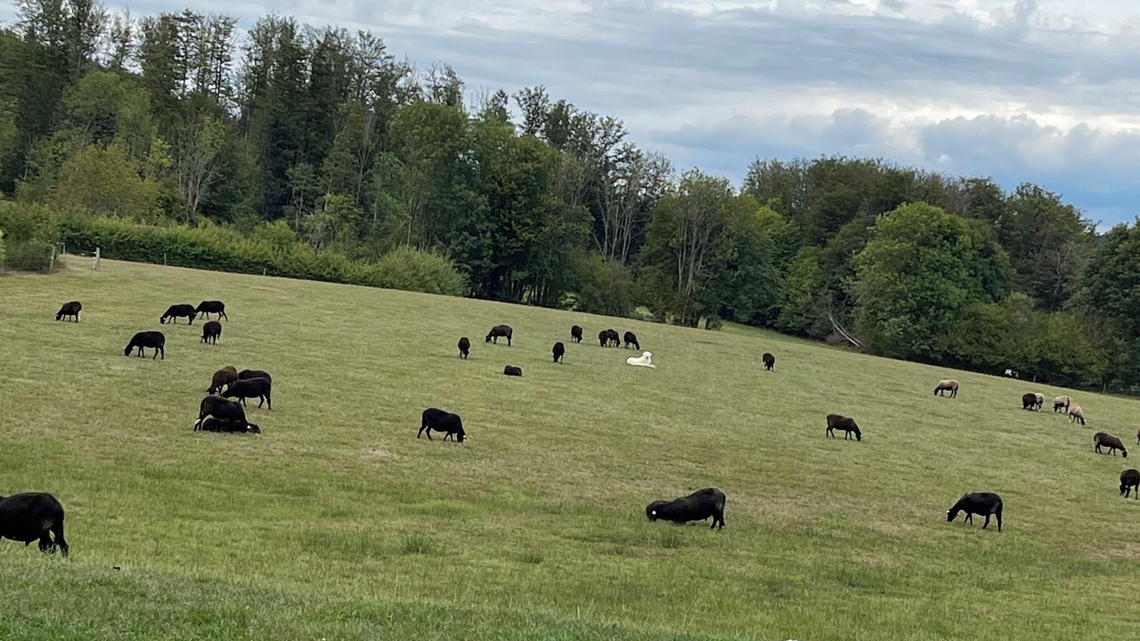 Photo of Others in Girmont-Val-d'Ajol