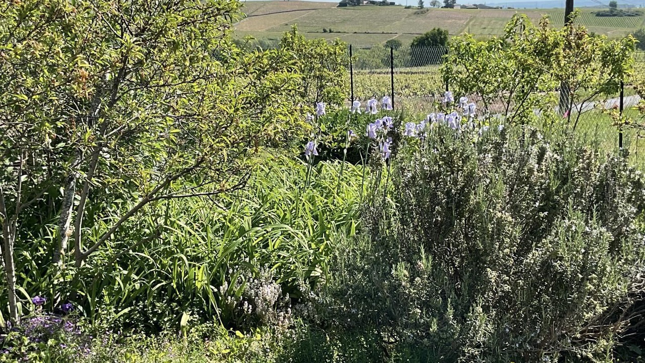 Photo of Outdoor in Regnie-Durette