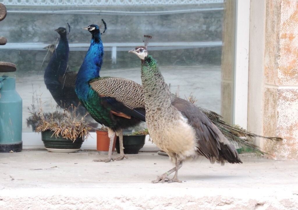 Photo of Others in Saint-Vincent