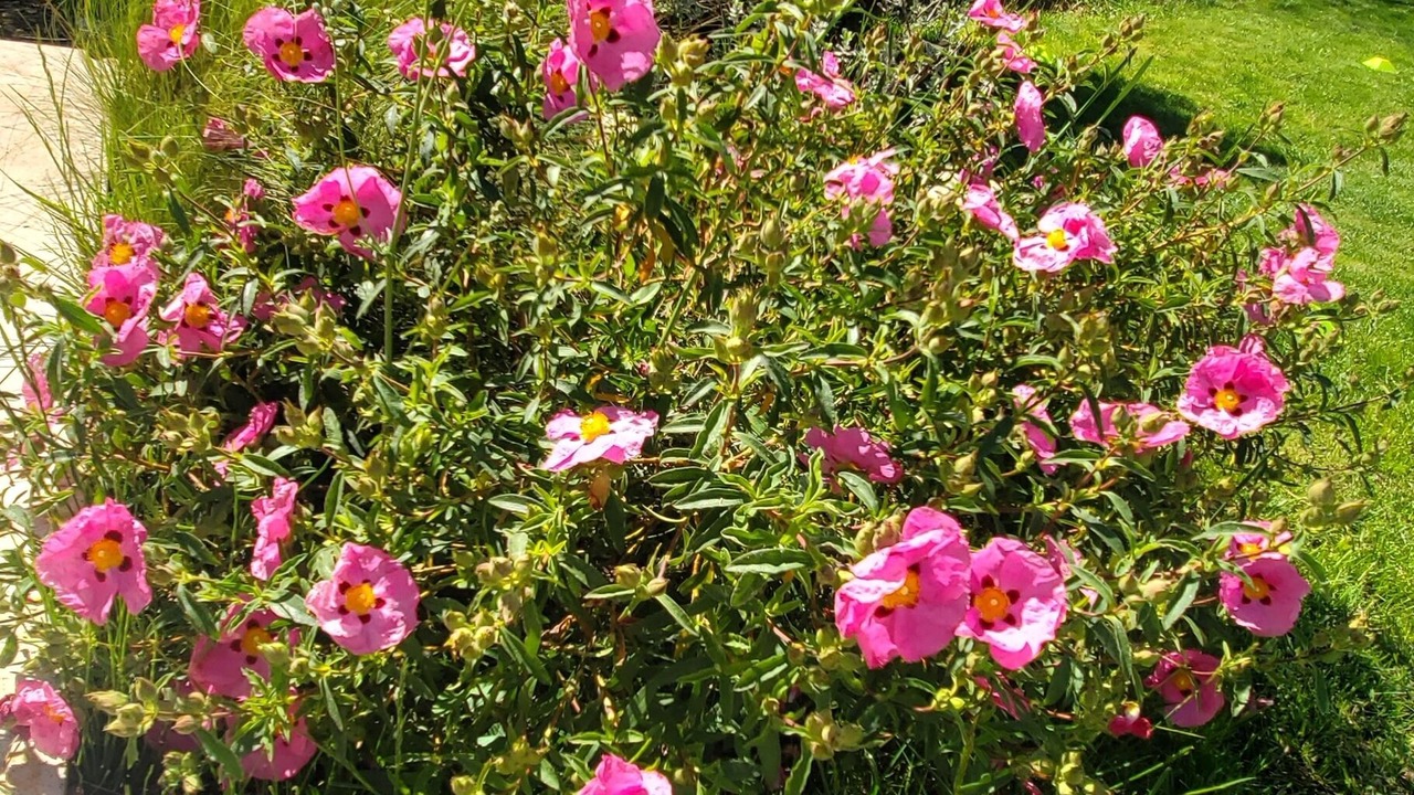 Photo of Outdoor in Cairanne